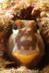 Teardrop blenny close up. Picture taken on the second ree... by Anouk Houben 